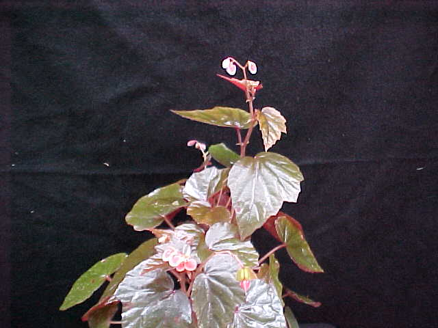 B. ‘Copper Penny’